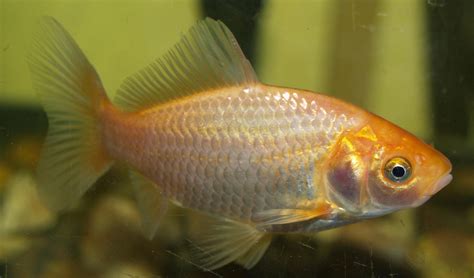auratus|carassius carassius.